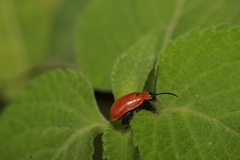 Oedionychina