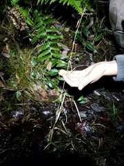 Rhynchospora miliacea