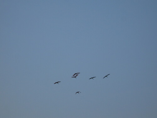 Scarlet Ibis