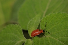 Oedionychina