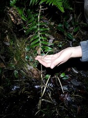 Rhynchospora miliacea