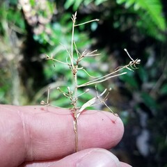 Rhynchospora miliacea