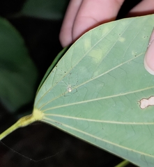 Meotipa spiniventris