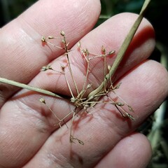 Rhynchospora miliacea