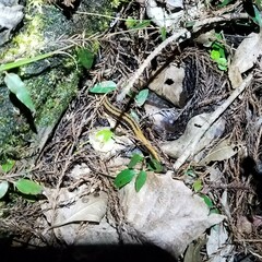 Eurycea guttolineata