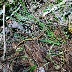 Eurycea guttolineata