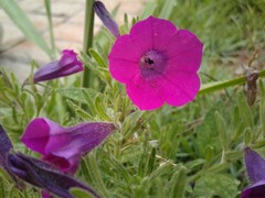 Petunia integrifolia