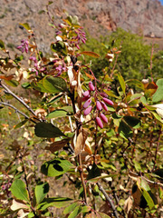 Berberis iberica