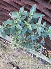 Buddleja davidii