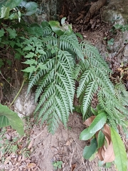 Woodwardia orientalis