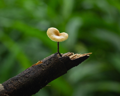 Polyporus guianensis