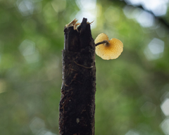Polyporus guianensis