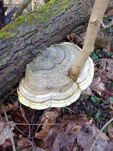 Fomes fomentarius — (c) Jakub Šidlík, some rights reserved (CC BY)