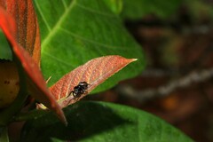 Zenodorus orbiculatus