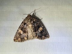 Condica macrosema