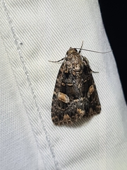 Condica macrosema