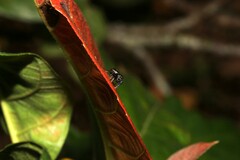 Zenodorus orbiculatus