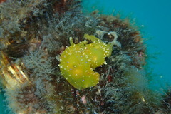 Stylocheilus longicauda