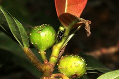 Zenodorus orbiculatus