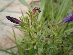Petunia integrifolia