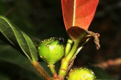 Zenodorus orbiculatus
