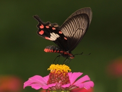 Pachliopta adamas