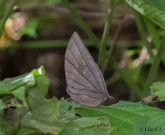 Amathuxidia amythaon