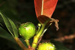 Zenodorus orbiculatus