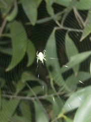Araneus circulissparsus