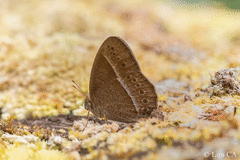 Mycalesis janardana