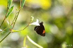 Koruthaialos rubecula