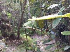 Phasmatinae