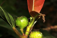Zenodorus orbiculatus