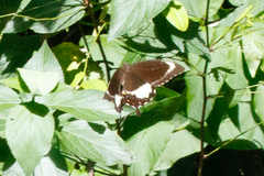 Papilio fuscus