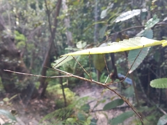 Phasmatinae