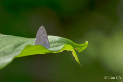 Celastrina lavendularis