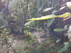 Phasmatinae