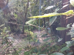 Phasmatinae