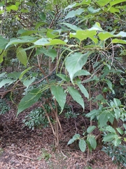 Stachyurus praecox