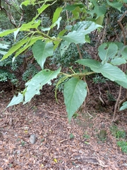 Stachyurus praecox