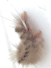 Halysidota cinctipes