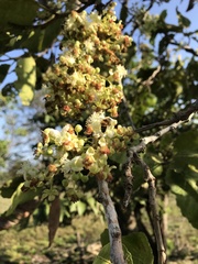 Curatella