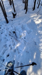 Odocoileus virginianus borealis