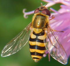 Syrphus vitripennis