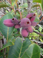 Syzygium kriegeri