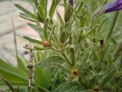 Petunia integrifolia