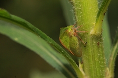 Smiliinae