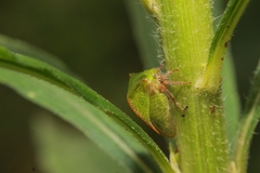 Smiliinae