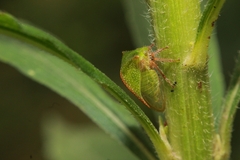 Smiliinae
