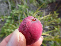 Syzygium kriegeri